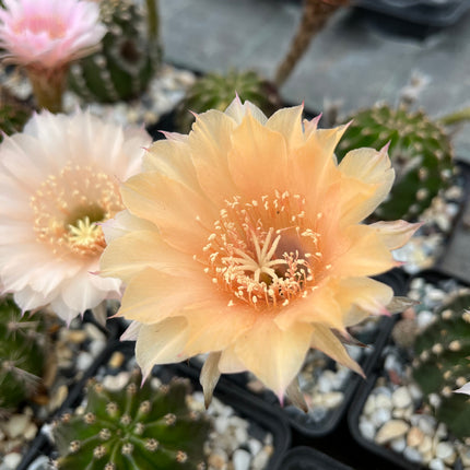 Hybrid-Echinopsis