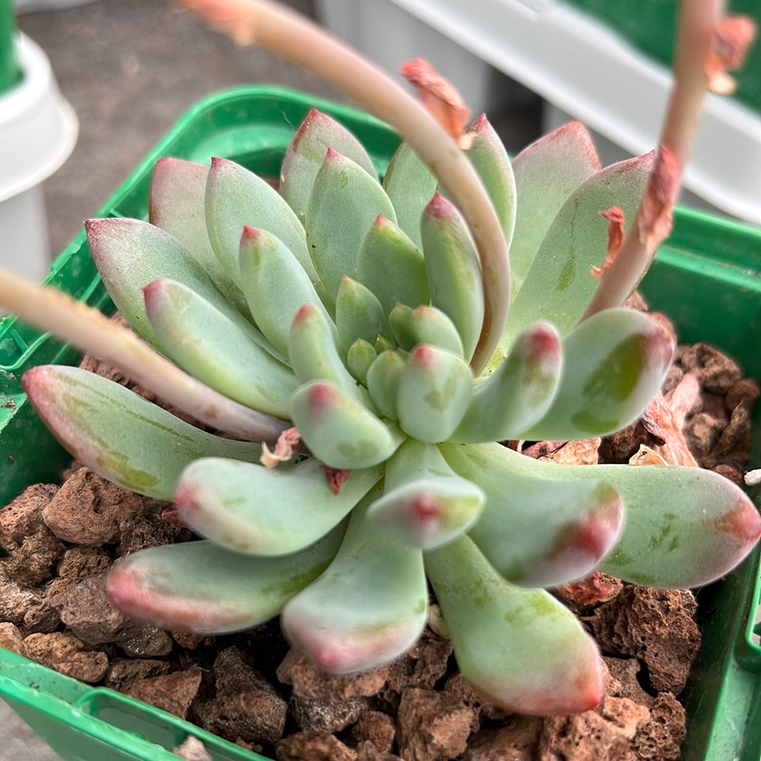 Echeveria ‘Blue elf’