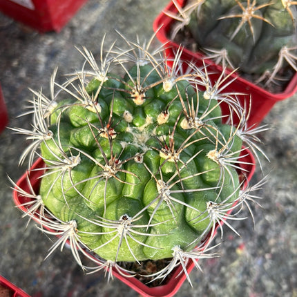 Gymnocalycium saglionis
