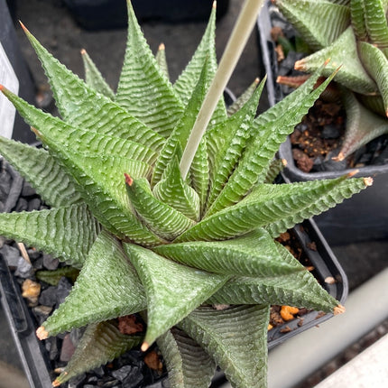 Haworthiopsis limifolia 'Twister'