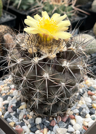 Smaragd-Copiapoa
