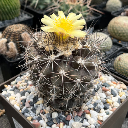 Smaragd-Copiapoa
