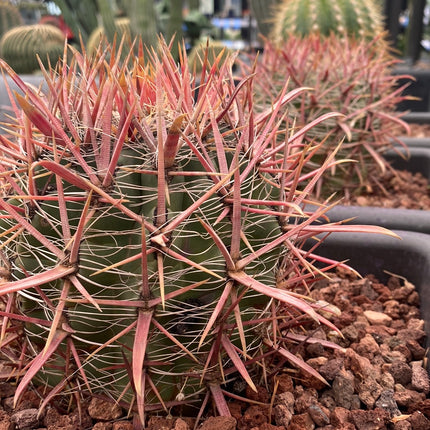 Ferocactus gracilis subs. coloratus