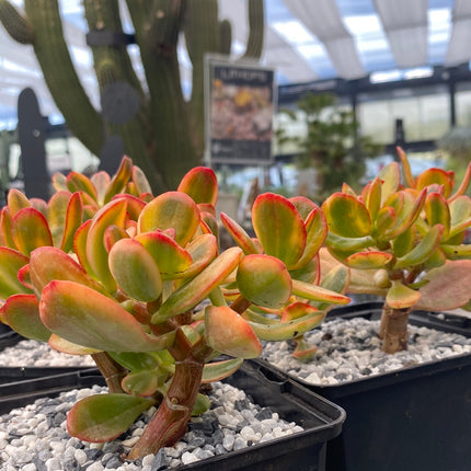 Crassula ovata variegata