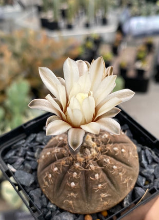 Gymnocalycium ragonesei