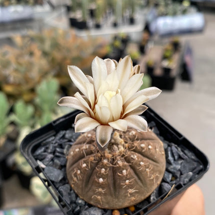 Gymnocalycium ragonesei