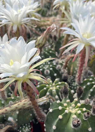 Echinopsis subdenudata