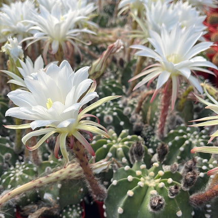 Echinopsis subdenudata