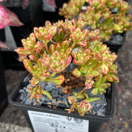 Aeonium sedifolium