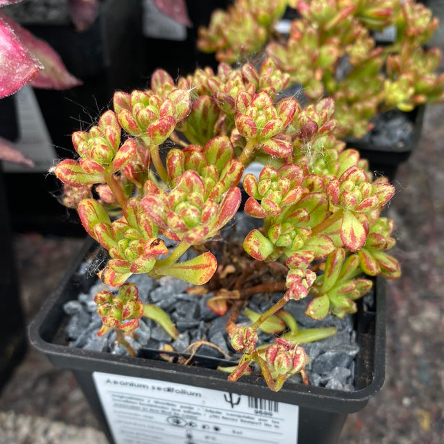 Aeonium sedifolium