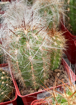Oreocereus celsianus