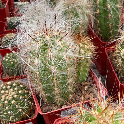 Oreocereus celsianus