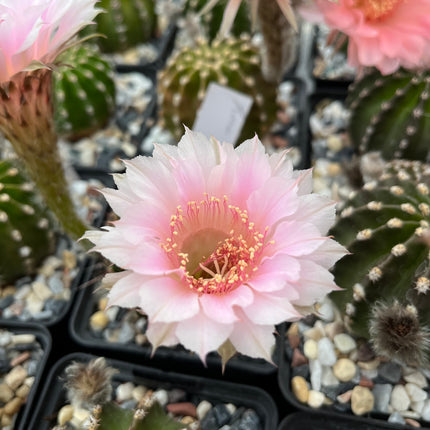 Hybrid-Echinopsis
