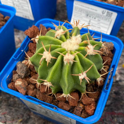 Echinocactus texensis