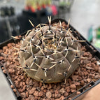 Gymnocalycium obductum  DesertSTORE.es