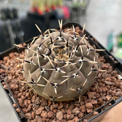 Gymnocalycium obductum