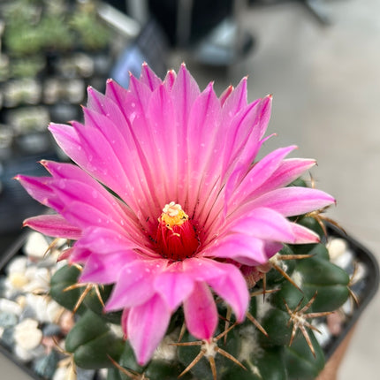 Coryphantha elephantidens