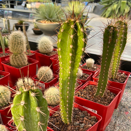 Herzogian neoraimondia