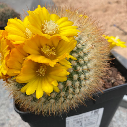 Parody (Notocactus) microsperm