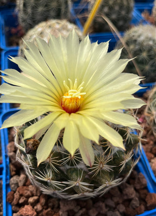 Coryphantha cornifera