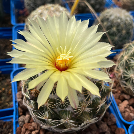 Coryphantha cornifera