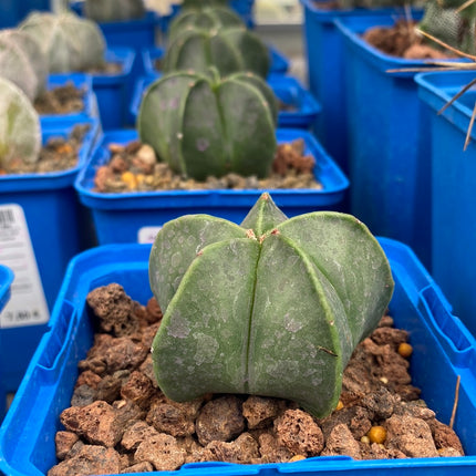 Astrophytum myriostigma var. nudum