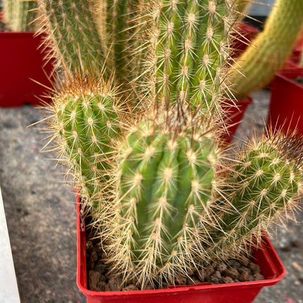 Pilosocereus gounellei