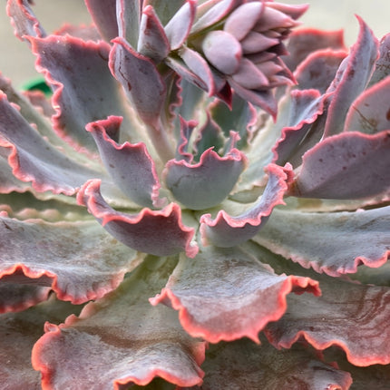 Echeveria 'Neon Breakers'