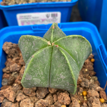 Astrophytum myriostigma var. nudum