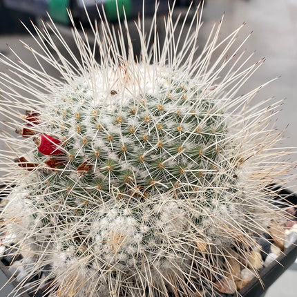Mammillaria geminispina