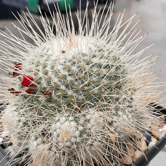 Mammillaria geminispina