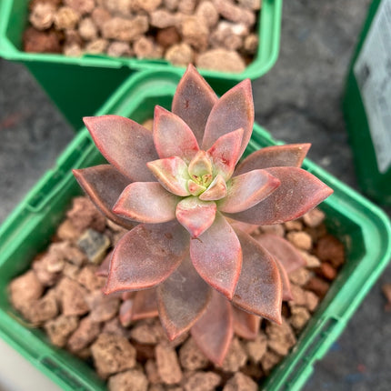 x Graptosedum cv. 'Francisco Baldi'