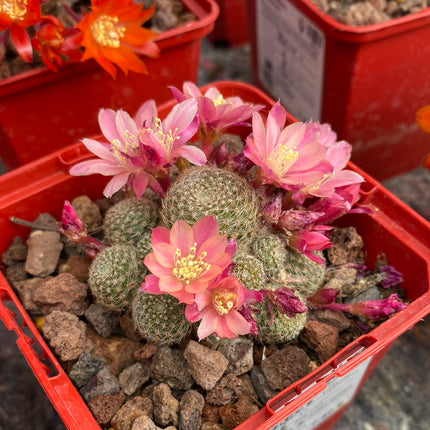 Aylostera cv. sunrise