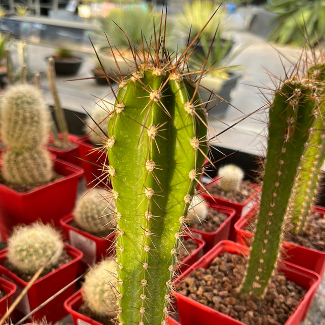 Herzogian neoraimondia