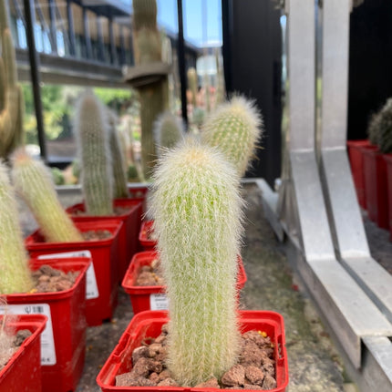 Cleistocactus strausii