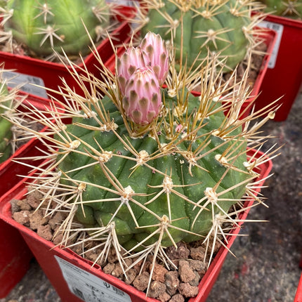 Gymnocalycium eurypleurum