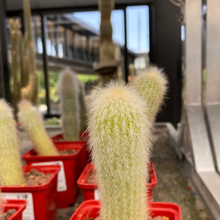 Cleistocactus strausii