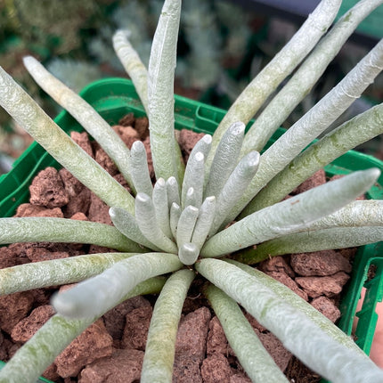 Senecio scaposus