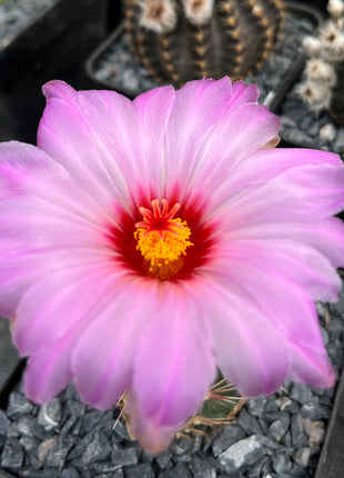 Thelocactus bicolor