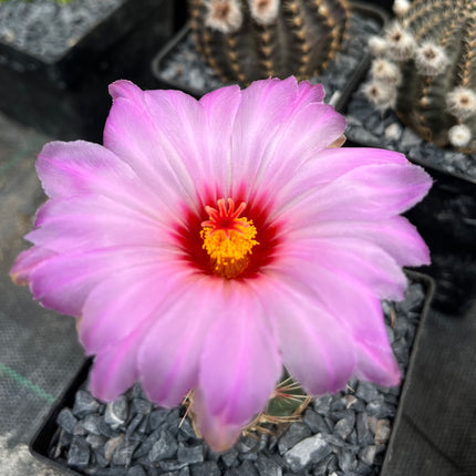 Thelocactus bicolor