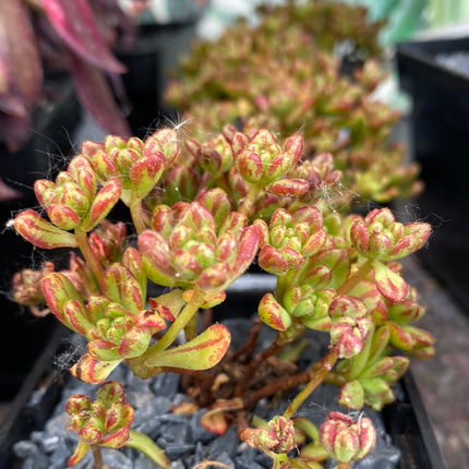 Aeonium sedifolium