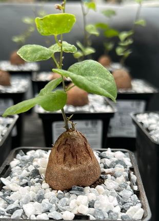 Dioscorea elephantipes “Planta Tortuga”