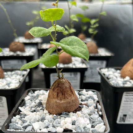 Dioscorea elephantipes “Planta Tortuga”