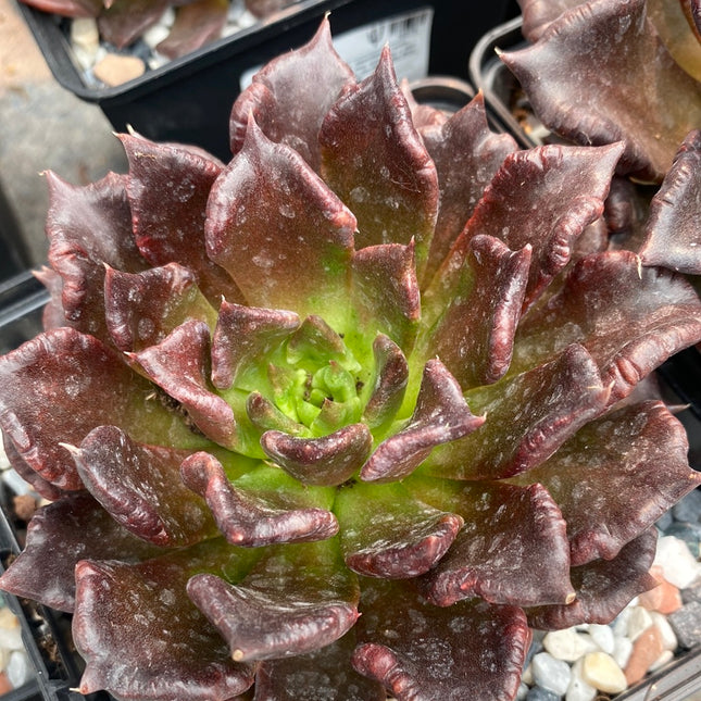 Echeveria ‘Super bowl’