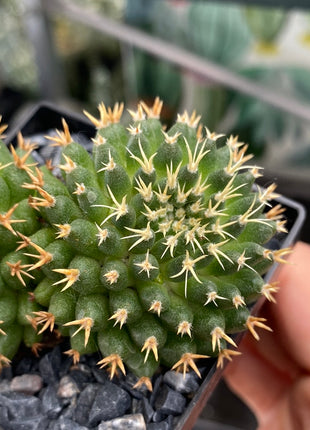 Mammillaria decipiens subsp. camptotricha cv. 'Bru'