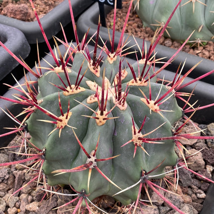 Ferocactus emoryi subsp. rectispinus