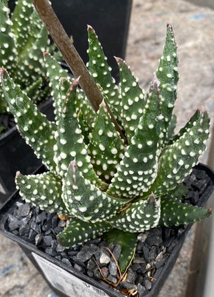 tulista pumila