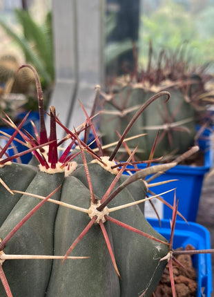 Ferocactus emoryi