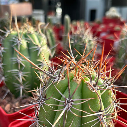 Trichocereus tacaquirensis subs. tachymbalensis
