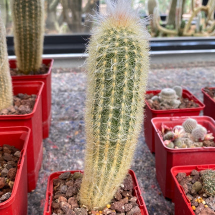 Austrocephalocereus dybowskii